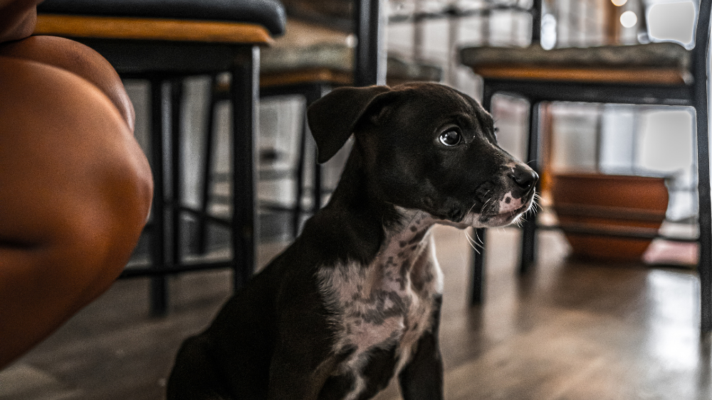 Cinq conseils pratiques pour voyager avec votre chien