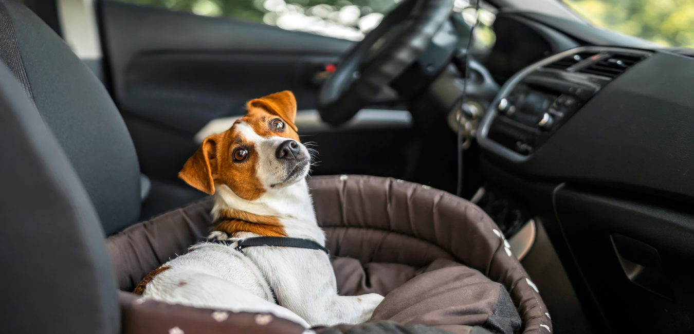 En route avec notre compagnon à quatre pattes